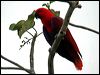 Click here to enter gallery and see photos of Eclectus Parrot