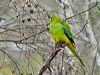 Click here to enter gallery and see photos of Elegant Parrot
