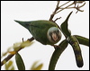 Click here to enter gallery and see photos of Grey-cheeked Parakeet