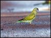 hooded_parrot_92303