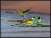 hooded_parrot_92320