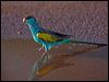 Click here to enter gallery and see photos of Hooded Parrot