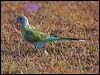 hooded_parrot_92393