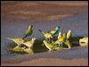 hooded_parrot_92400