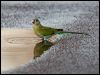 hooded_parrot_92573