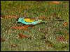 hooded_parrot_92642