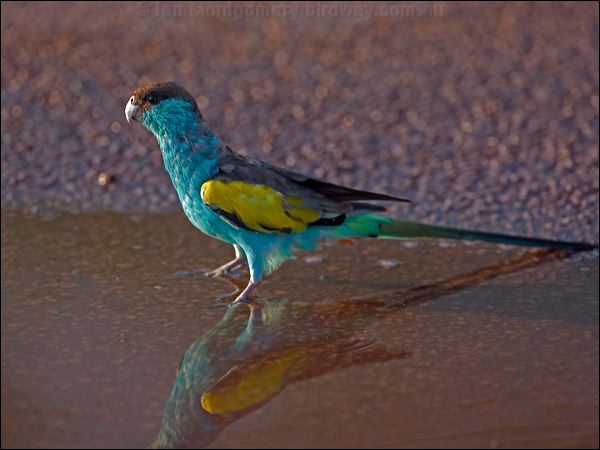 Hooded Parrot hooded_parrot_92387.psd