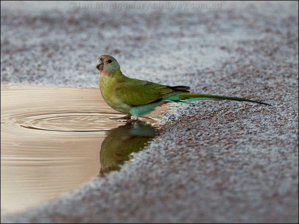 Hooded Parrot hooded_parrot_92573.psd