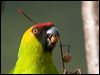 Click here to enter gallery and see photos of gallery and see photos of Horned Parakeet