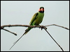 Click here to enter gallery and see photos of Long-tailed Parakeet