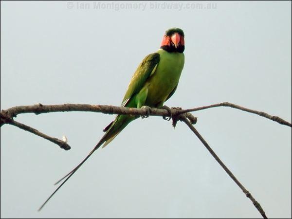 Long-tailed Parakeet long_tailed_parakeet_06147.psd