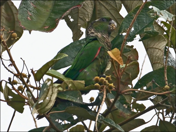 Maroon-tailed Parakeet maroontail_parakeet_25217.psd
