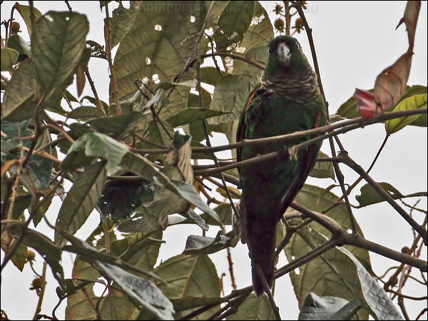 Maroon-tailed Parakeet maroontail_parakeet_25225.psd