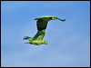 mealy_parrot_26405