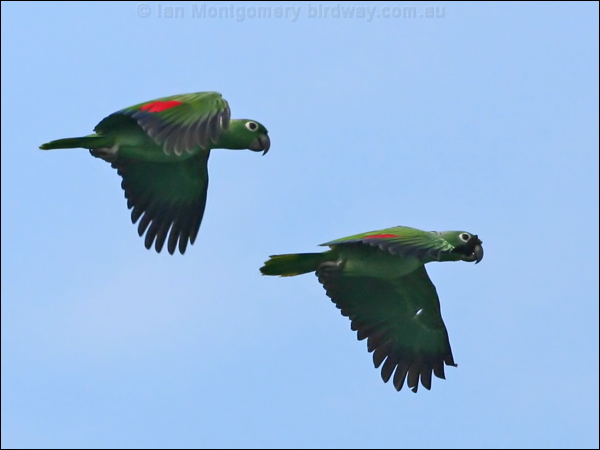 Southern Mealy Amazon mealy_parrot_26867.psd