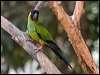 Click here to enter gallery and see photos of Nanday Parakeet