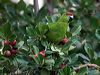 Click here to enter gallery and see photos of gallery and see photos of Norfolk Island Parakeet