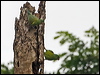 Click here to enter gallery and see photos of Orange-chinned Parakeet