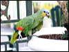 orange_winged_parrot_20960