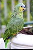 orange_winged_parrot_20967