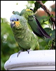 orange_winged_parrot_20969