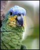 orange_winged_parrot_20973