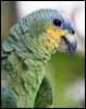 orange_winged_parrot_20980