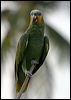 orange_winged_parrot_21083