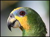 Click here to enter gallery and see photos of Orange-winged Parrot