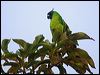 Click here to enter gallery and see photos of gallery and see photos of Ouvéa Parakeet