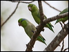 Click here to enter gallery and see photos of Pacific Parrotlet