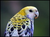 Click here to enter gallery and see photos of Pale-headed Rosella
