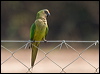 Click here to enter gallery and see photos of Peach-fronted Parakeet