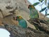 Click here to enter Purple-crowned Lorikeet photo gallery