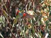 purplecrownlorikeet_215860