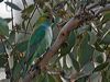 purplecrownlorikeet_216045