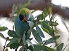 purplecrownlorikeet_216068