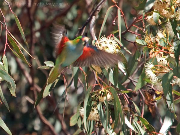 Purple-crowned Lorikeet purplecrownlorikeet_215860.psd