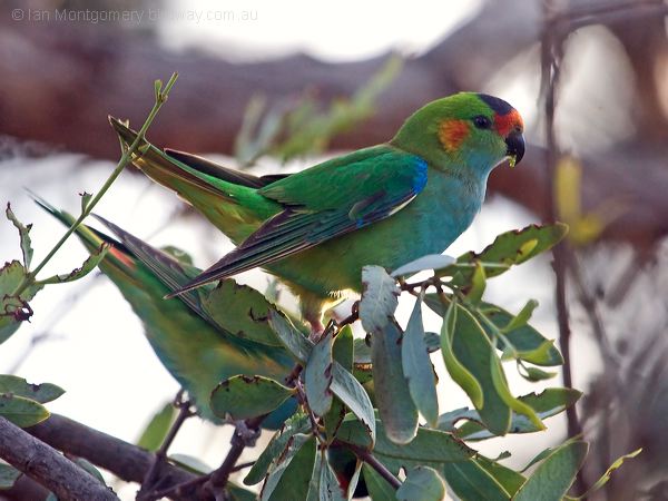 Purple-crowned Lorikeet purplecrownlorikeet_216058.psd