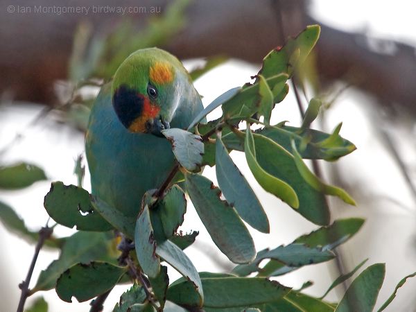 Purple-crowned Lorikeet purplecrownlorikeet_216068.psd