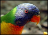 Click here to enter gallery and see photos of: Coconut, Rainbow, Red-collared, Scaly-breasted, Varied, Musk and Little Lorikeet; Green, Crimson, Pale-headed, Eastern and Northern Rosella; Australian Ringneck; Red-capped, Red-rumped, Mulga, Hooded, Golden-shouldered, Bourke's, Blue-winged, Rock, Orange-bellied, Turquoise, Scarlet-chested, Red-cheeked, Eclectus, Australian King, Red-winged, Superb, Regent, Blue-headed, Orange-winged and Mealy Parrot; Blue Bonnet; Horned, Ouvéa, Norfolk Island, New Caledonian, Red-crowned, Yellow-crowned, Rose-ringed, Long-tailed, Maroon-tailed, Monk, Grey-cheeked, Orange-chinned and Cobalt-winged Parakeet; Blue and Yellow, Chestnut-fronted and Red-bellied Macaw;  Pacific and Scarlet-shouldered Parrotlet; Double-eyed Fig-Parrot; Budgerigar