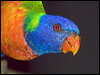 Click here to enter gallery and see photos of Rainbow Lorikeet