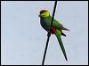 Click here to enter gallery and see photos of Red-capped Parrot