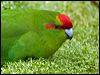 Click here to enter gallery and see photos of gallery and see photos of Red-crowned Parakeet