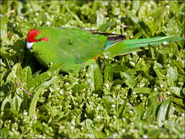 Red-crowned Parakeet red_crown_parakeet_124113.psd