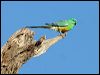 red_rumped_parrot_59641