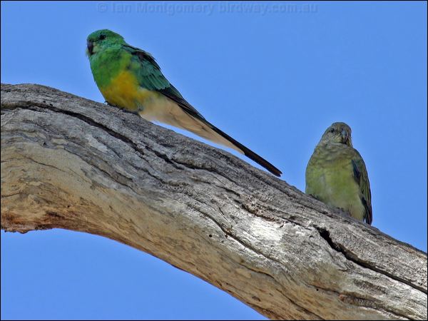 Red-rumped Parrot red_rumped_parrot_05556.psd