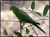 red_winged_parrot_11387