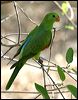 red_winged_parrot_11403