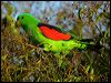 red_winged_parrot_115421